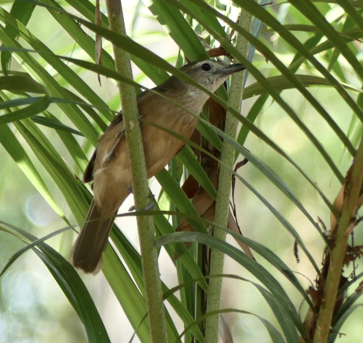 Arafura Shrikethrush - ML641190802