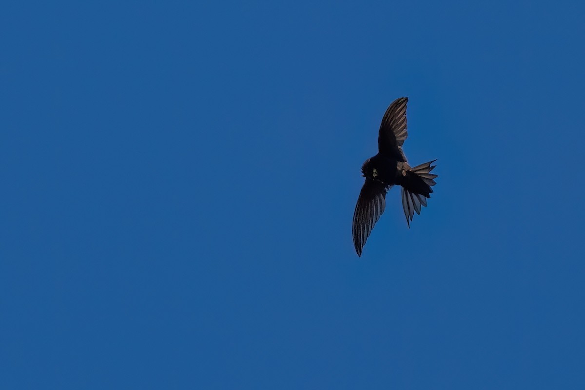 African Swift (African) - ML641190812