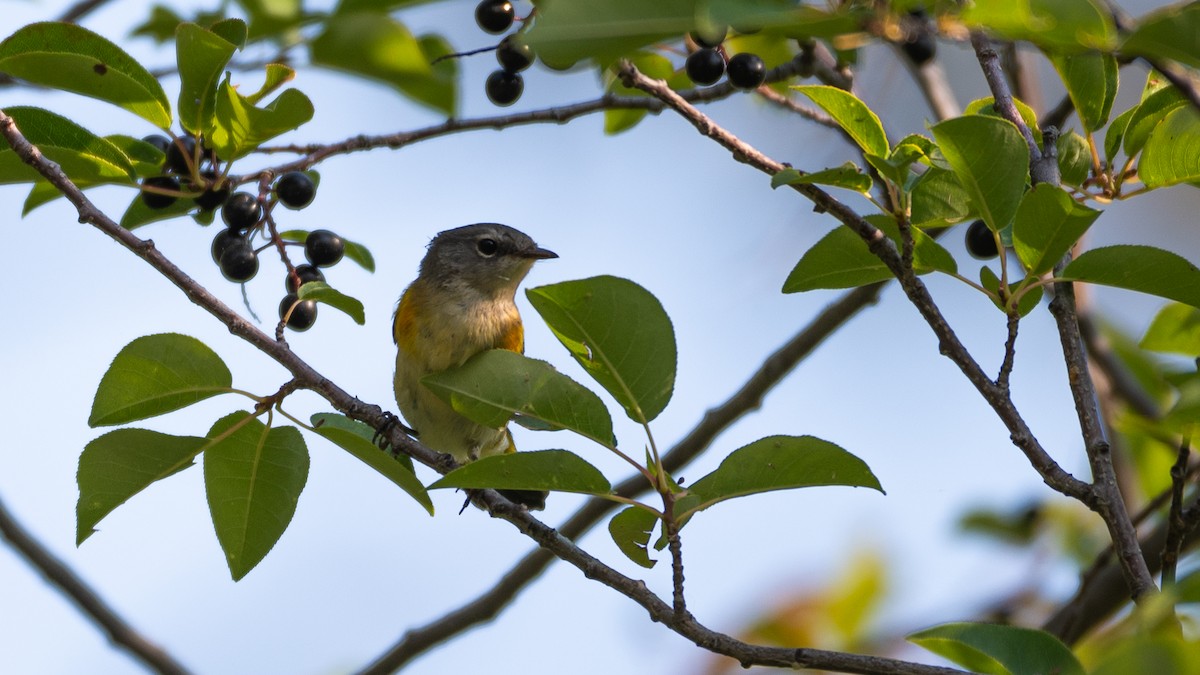 lesňáček lejsčí - ML641190862