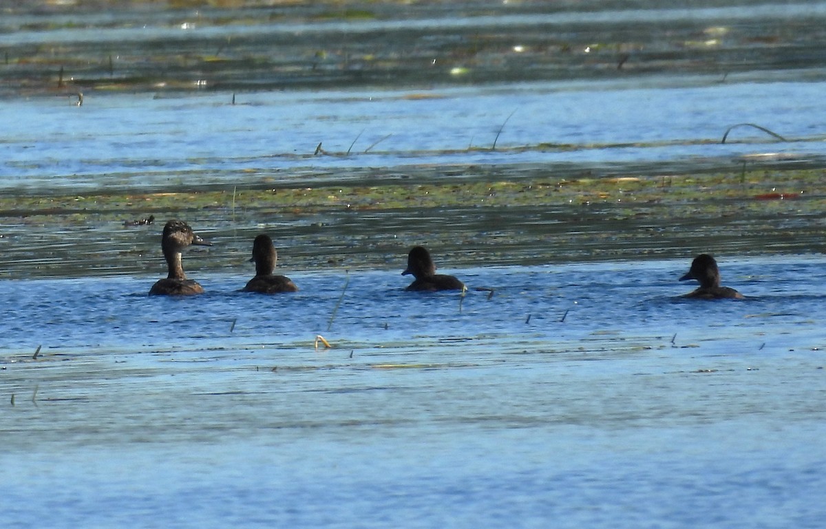 Ring-necked Duck - ML641190872