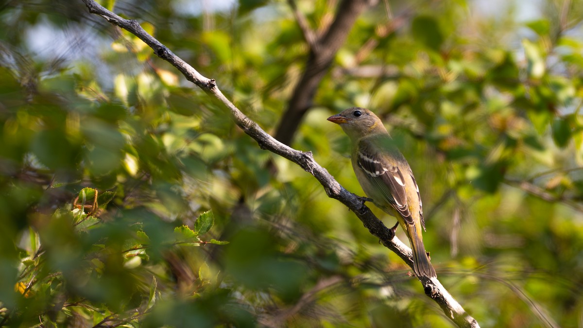 Western Tanager - ML641190884