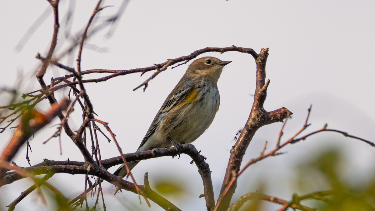 lesňáček žlutoskvrnný - ML641190920