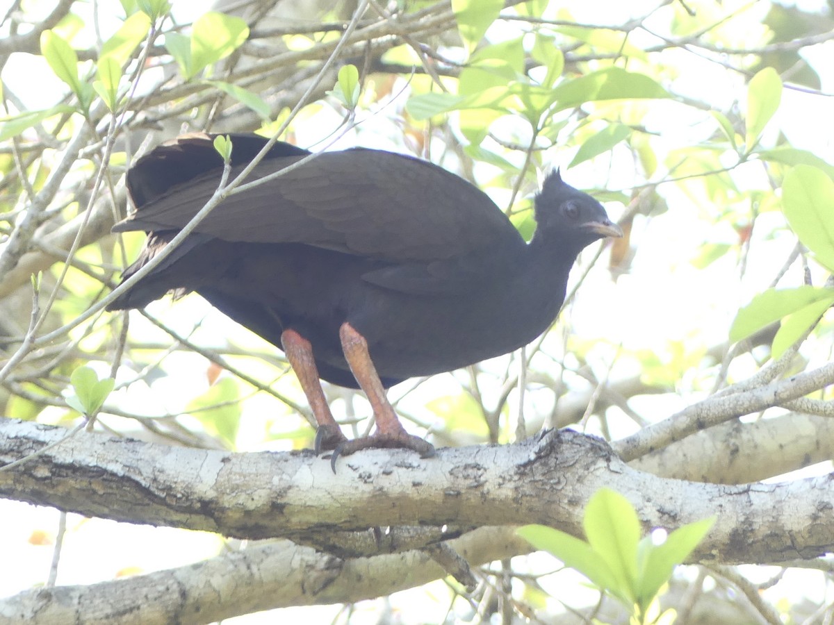 Orange-footed Megapode - ML641190930