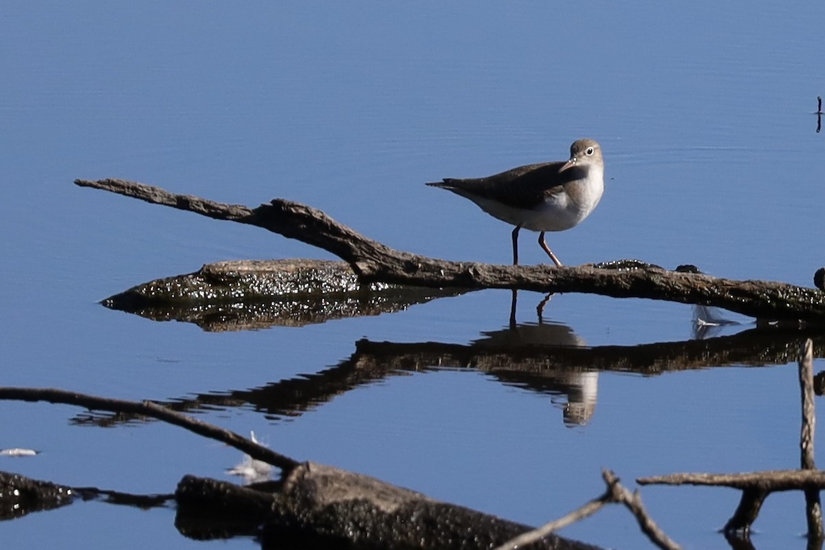 flekksnipe - ML641190961