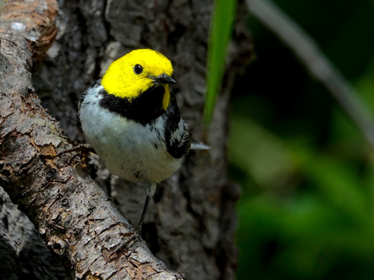Townsend's x Hermit Warbler (hybrid) - ML641190963