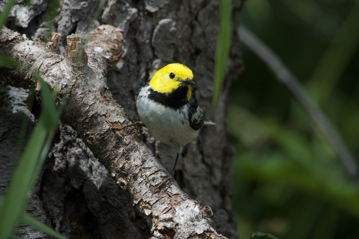 Townsend's x Hermit Warbler (hybrid) - ML641190968