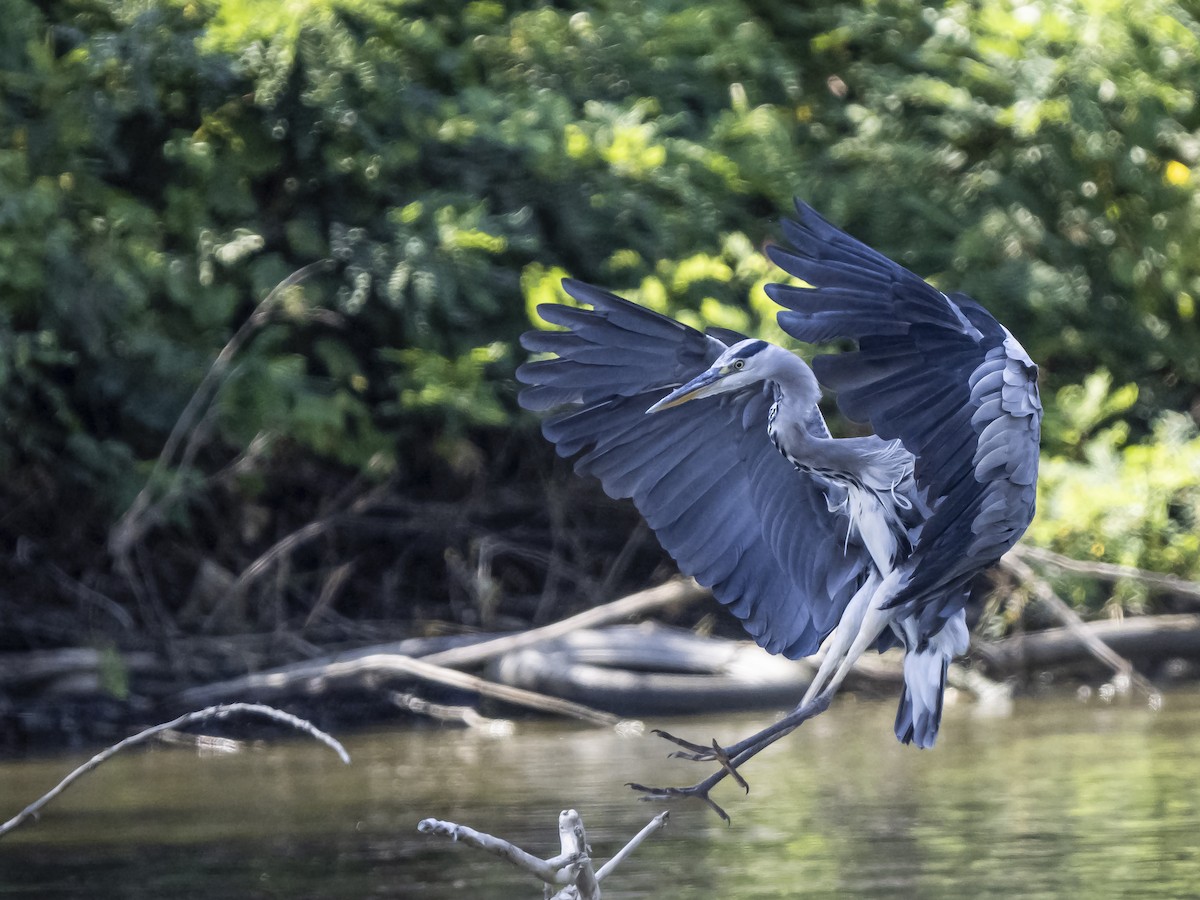 Gray Heron - ML641190972