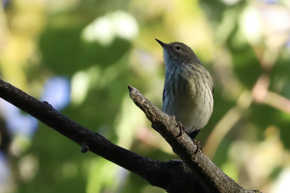 brunkinnparula - ML641191061