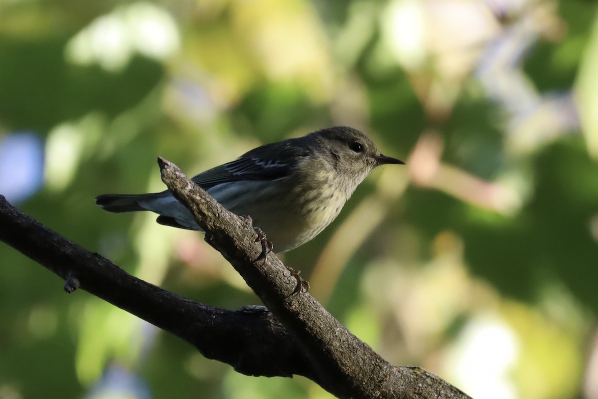 brunkinnparula - ML641191062
