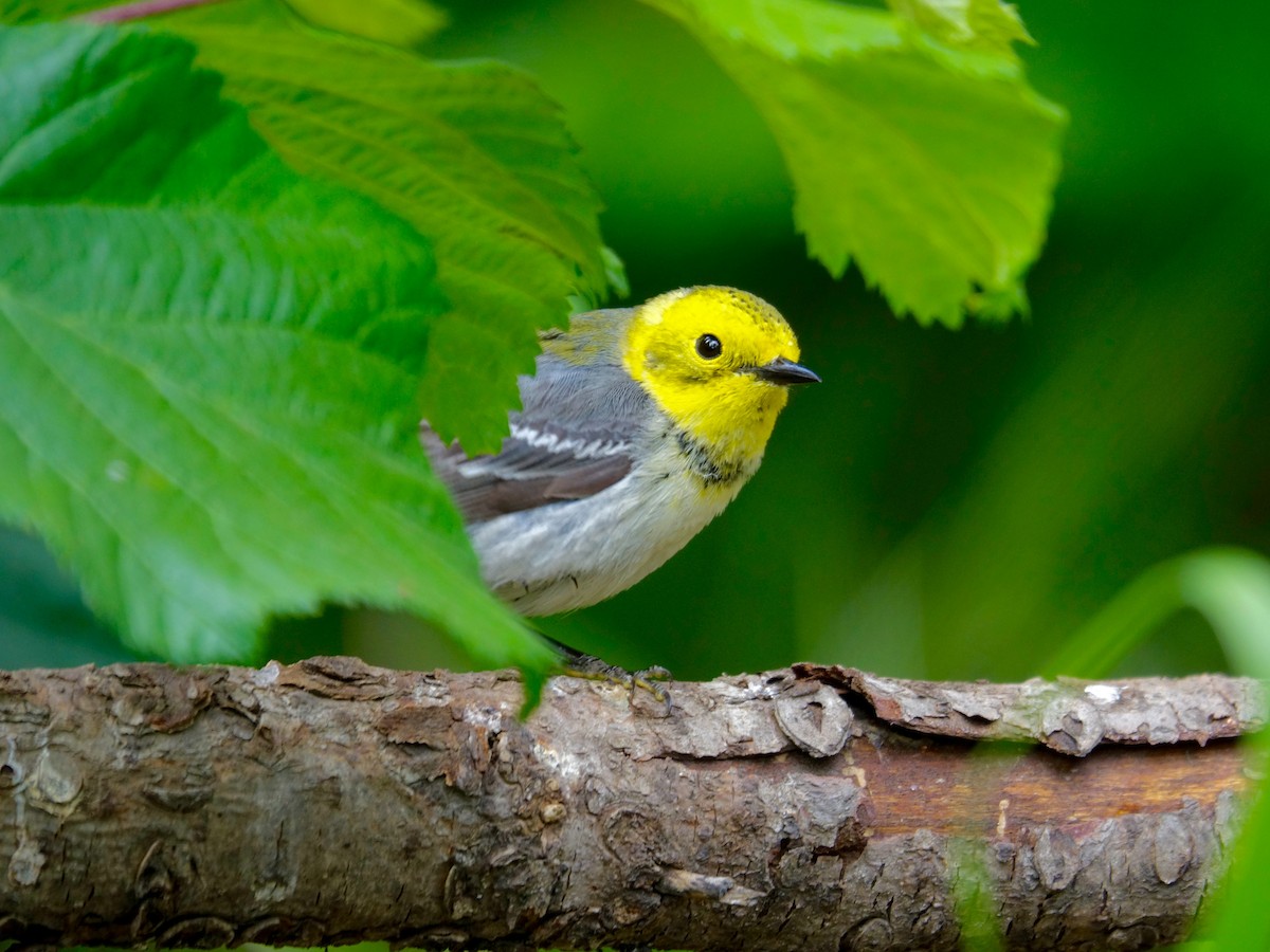 Townsend's x Hermit Warbler (hybrid) - ML641191071