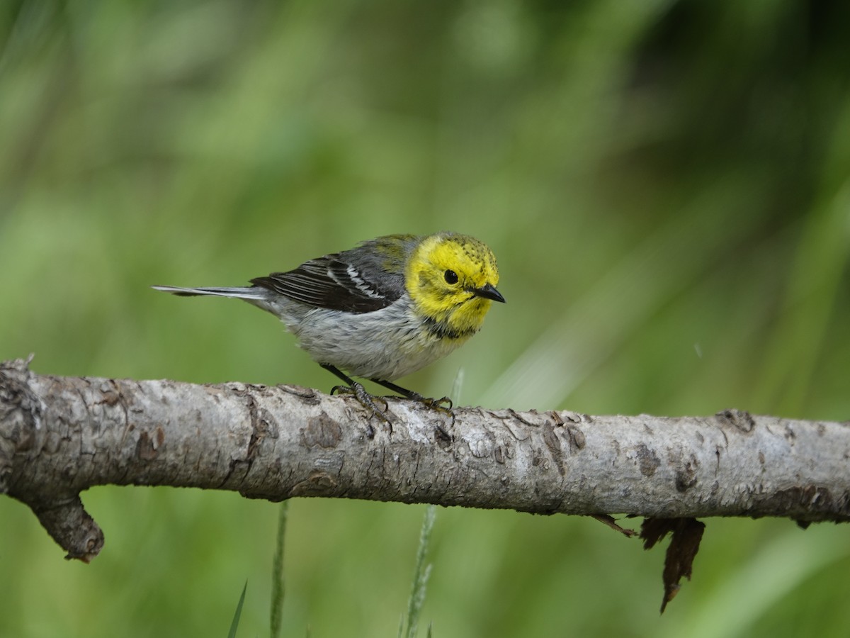 Townsend's x Hermit Warbler (hybrid) - ML641191082