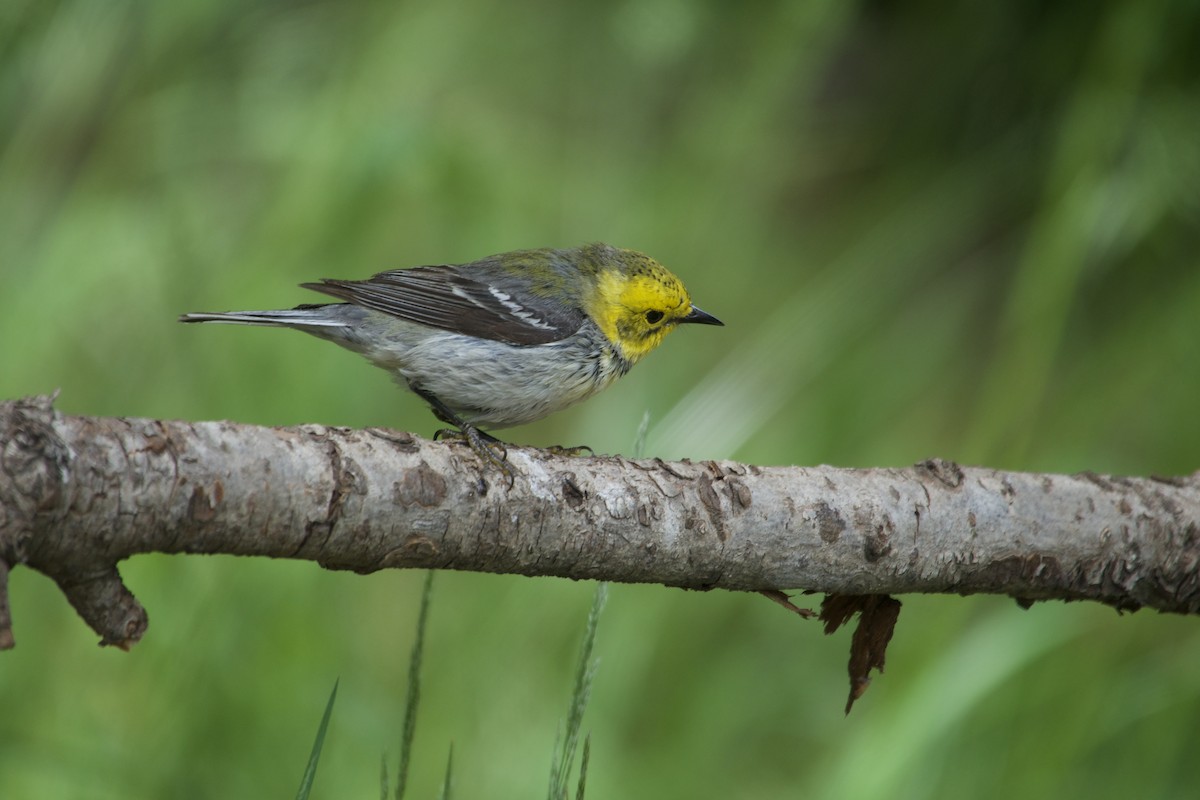Townsend's x Hermit Warbler (hybrid) - ML641191085