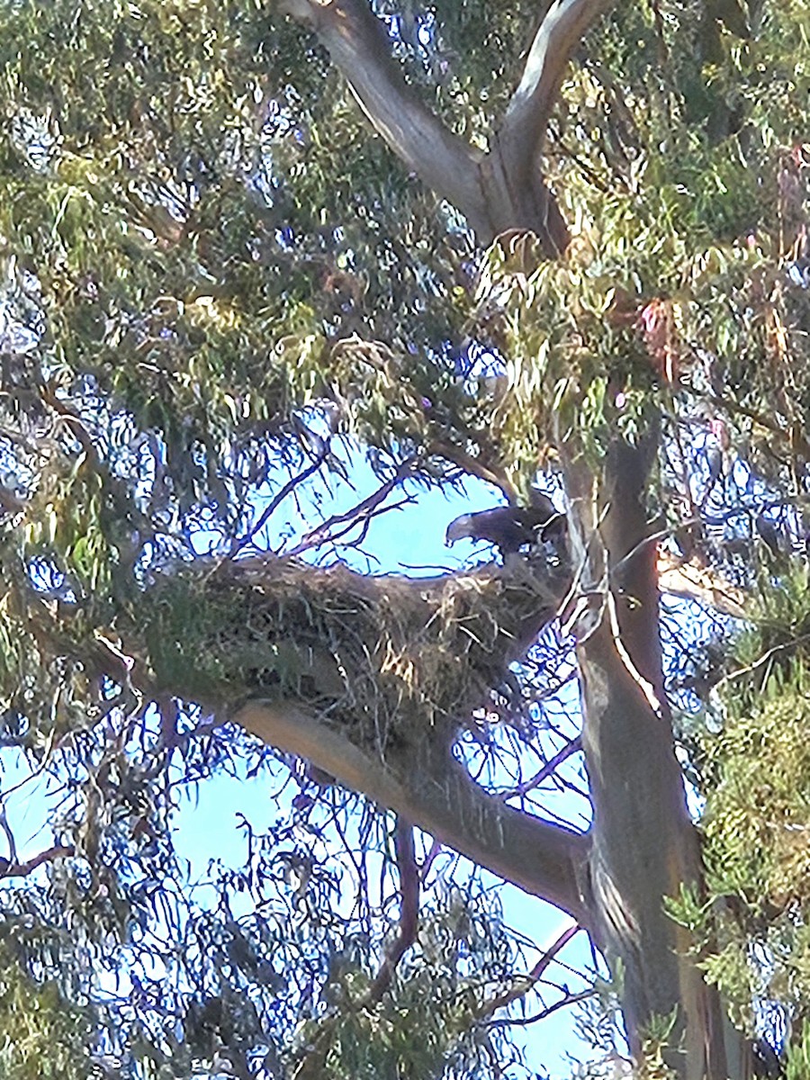 Bald Eagle - ML641191110