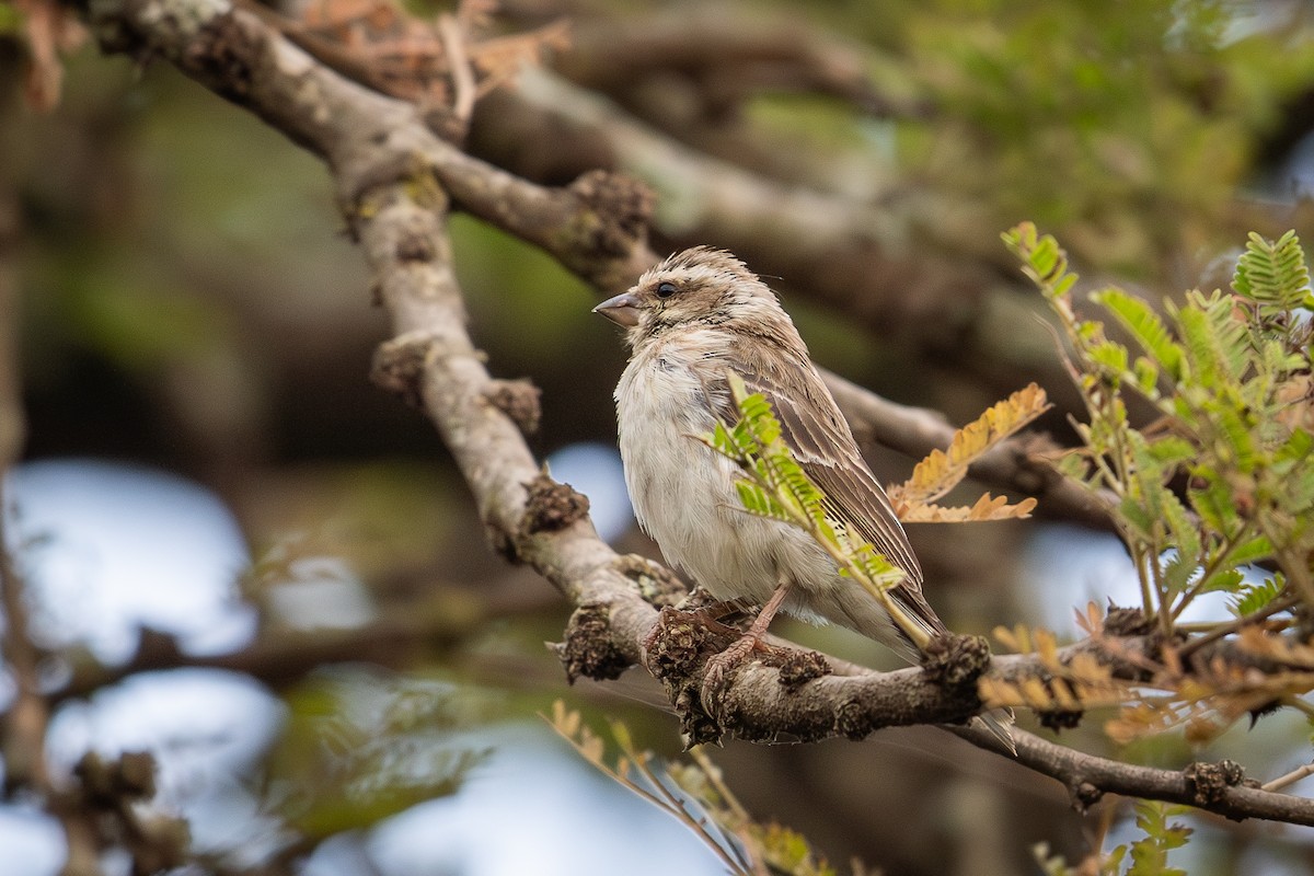 Reichenow's Seedeater - ML641191116