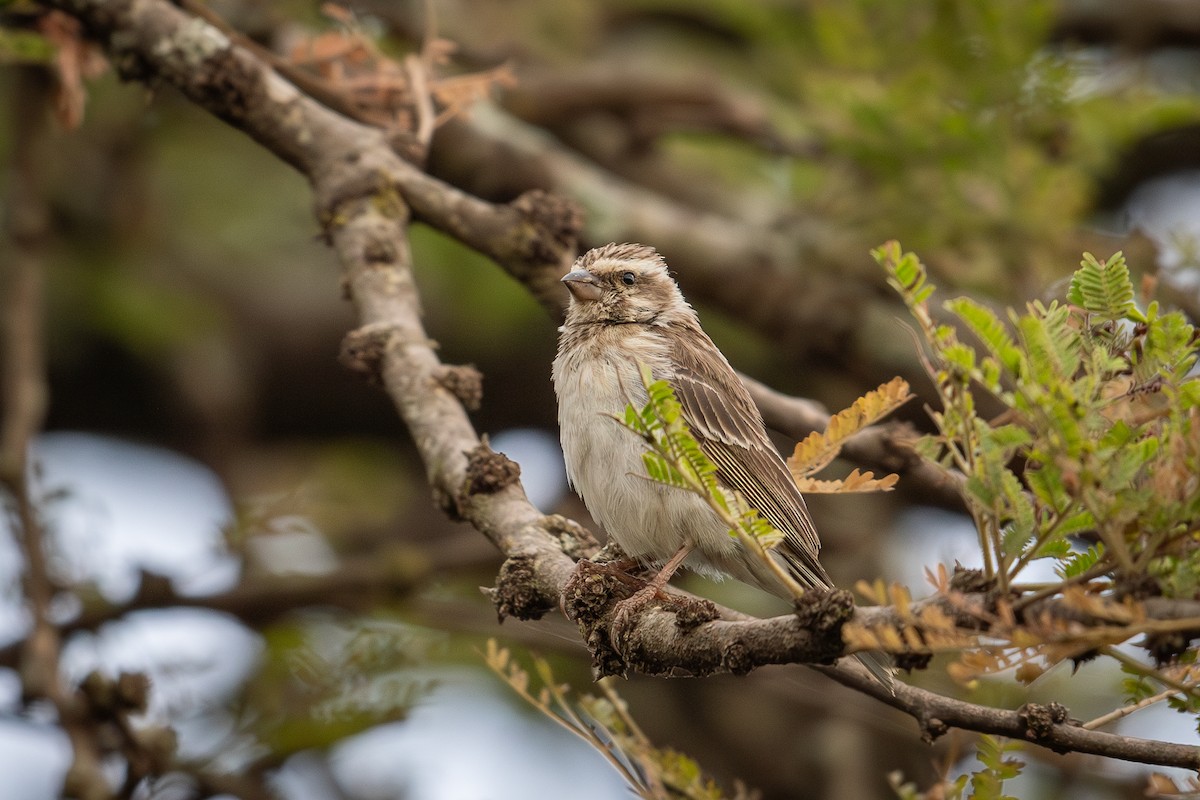 Reichenow's Seedeater - ML641191117