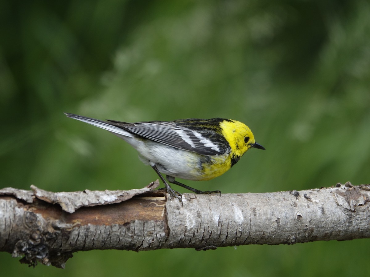 Townsend's x Hermit Warbler (hybrid) - ML641191156