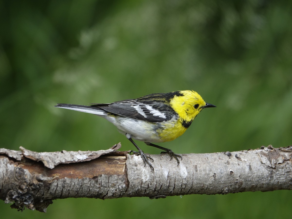 Townsend's x Hermit Warbler (hybrid) - ML641191160