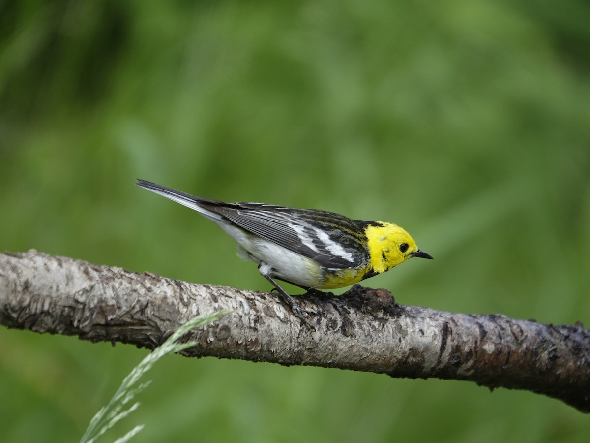 Townsend's x Hermit Warbler (hybrid) - ML641191166