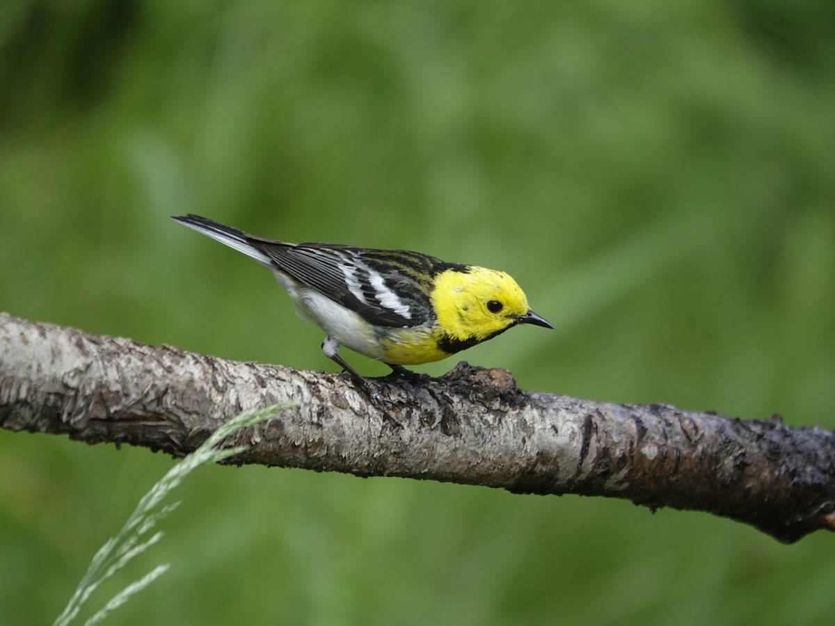 Townsend's x Hermit Warbler (hybrid) - ML641191168