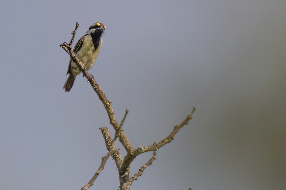 Rotstirn-Bartvogel - ML641191169