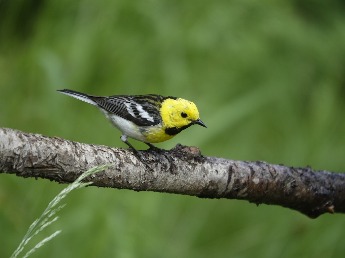 Townsend's x Hermit Warbler (hybrid) - ML641191172