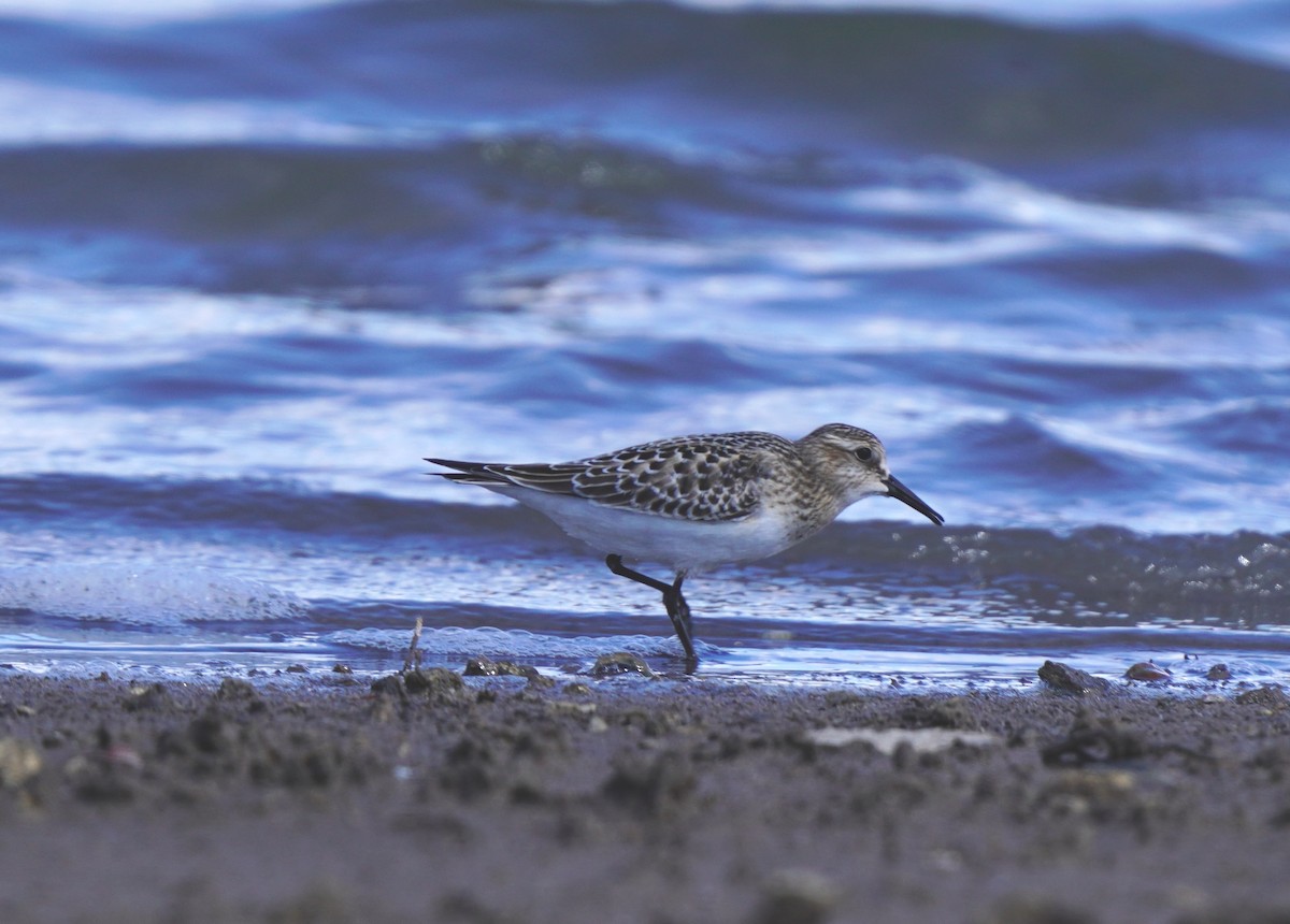 Baird's Sandpiper - ML641191178