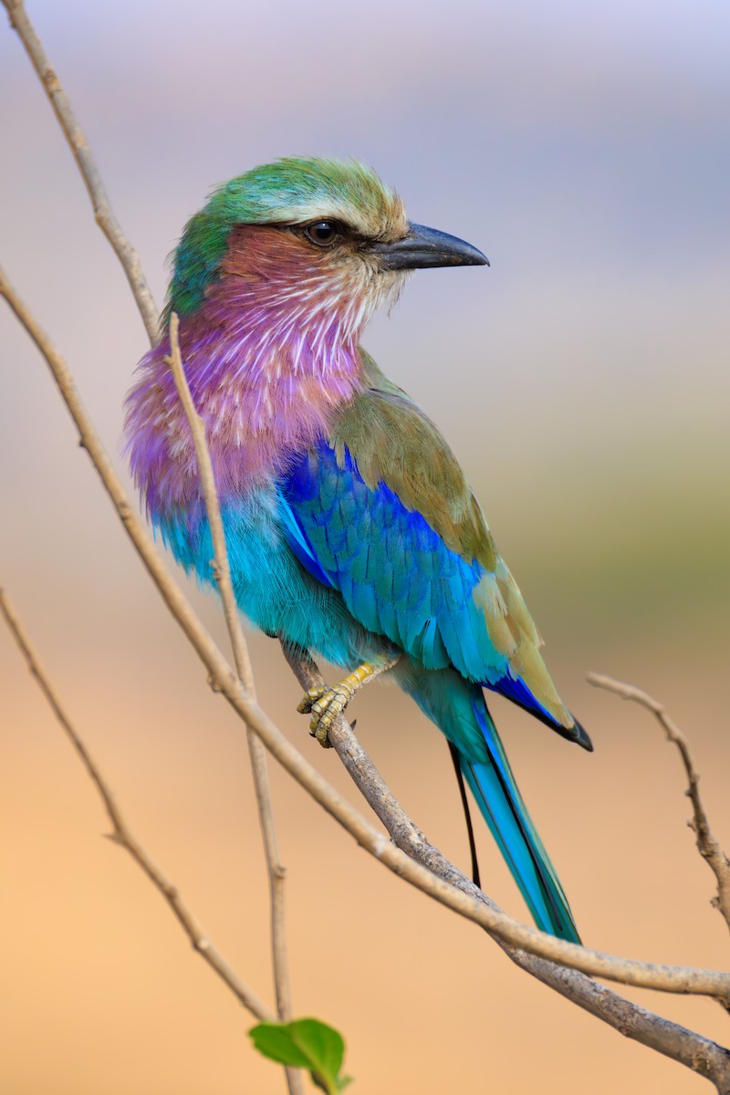 Lilac-breasted Roller (Lilac-breasted) - ML641191244