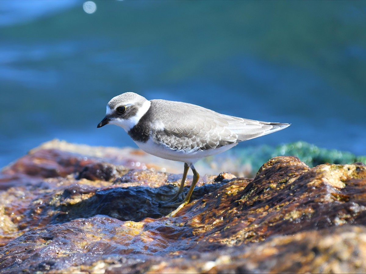 Semipalmated Plover - ML641191250