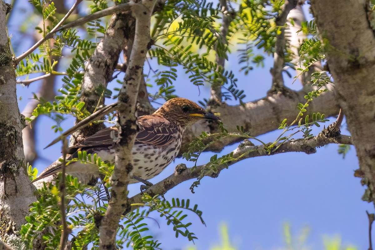 Violet-backed Starling - ML641191294