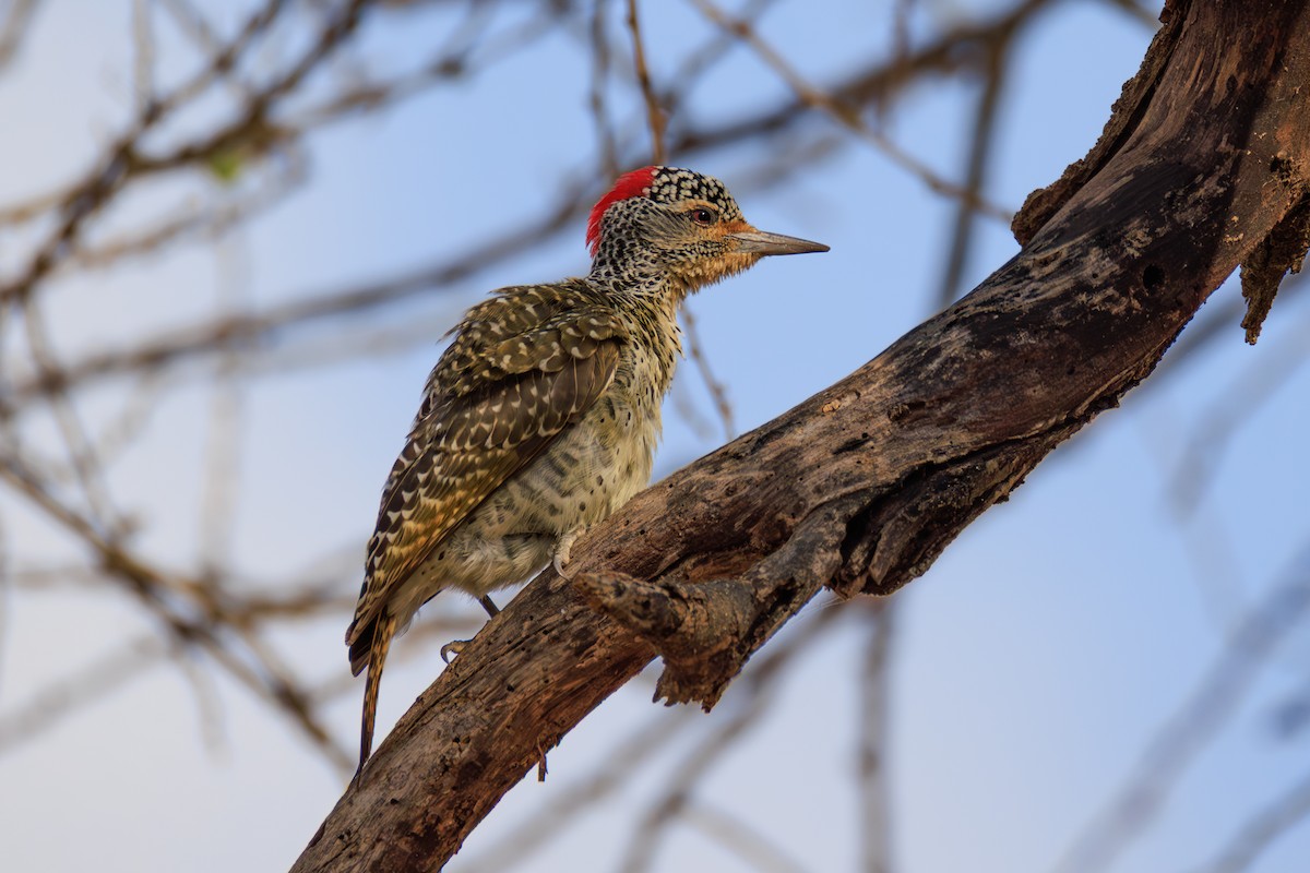 Nubian Woodpecker - ML641191300