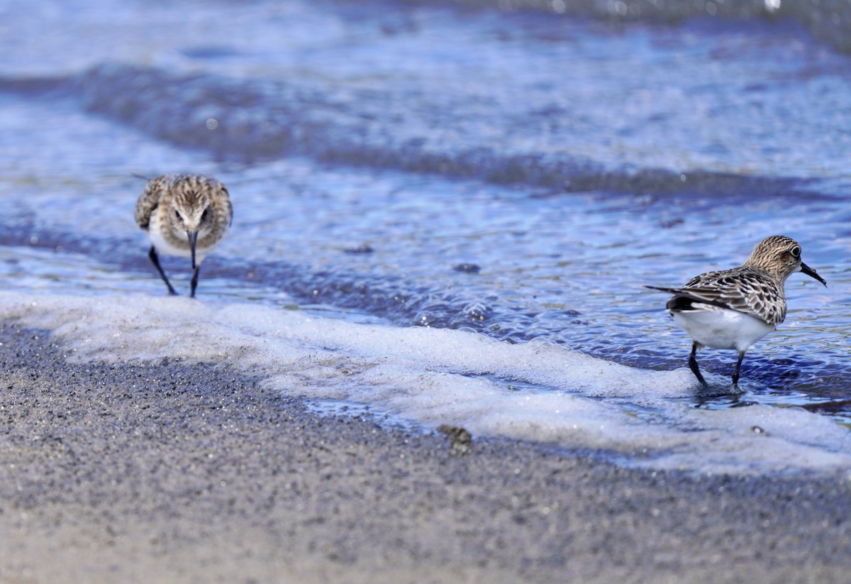 Baird's Sandpiper - ML641191321