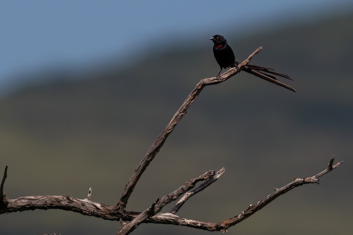 Red-collared Widowbird - ML641191345