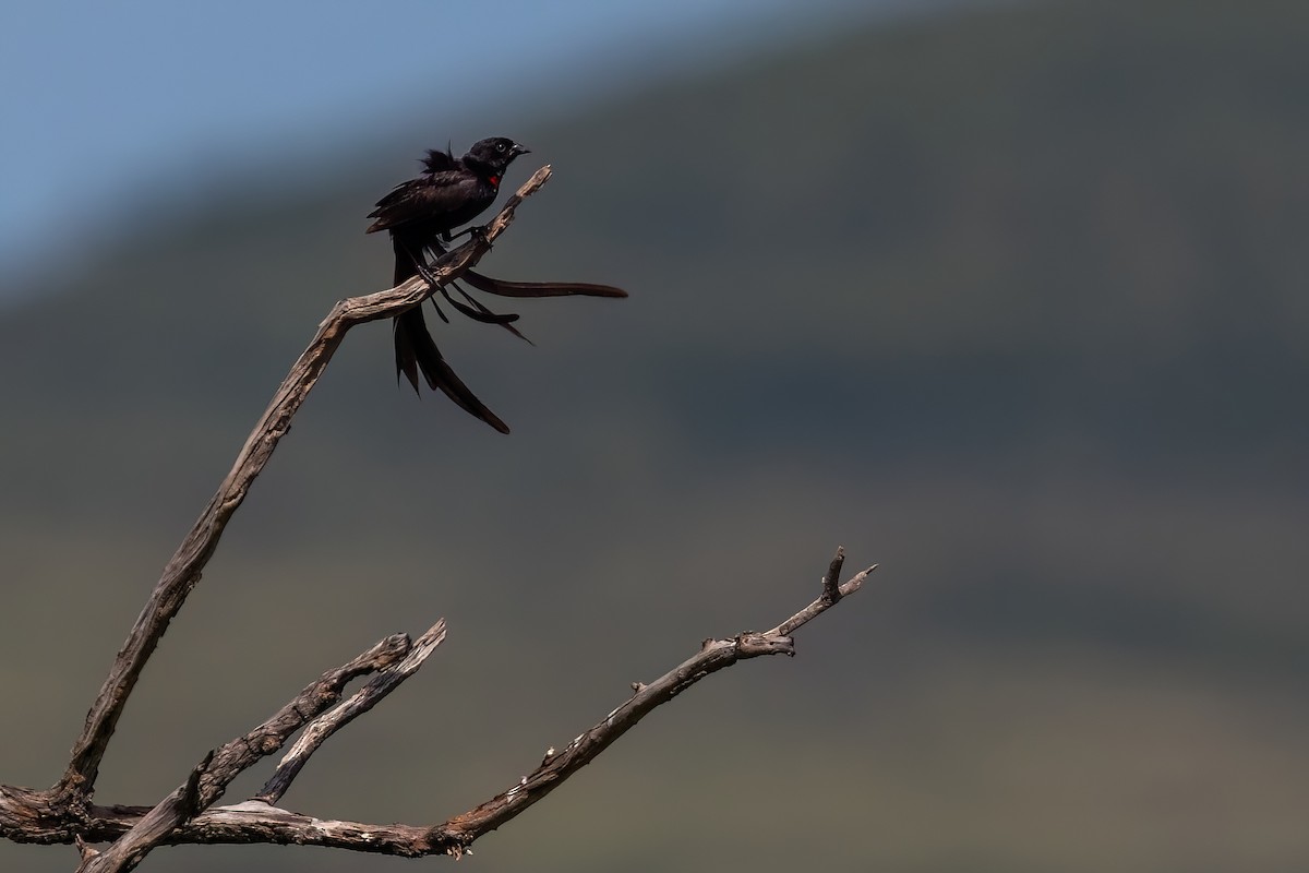 Red-collared Widowbird - ML641191346