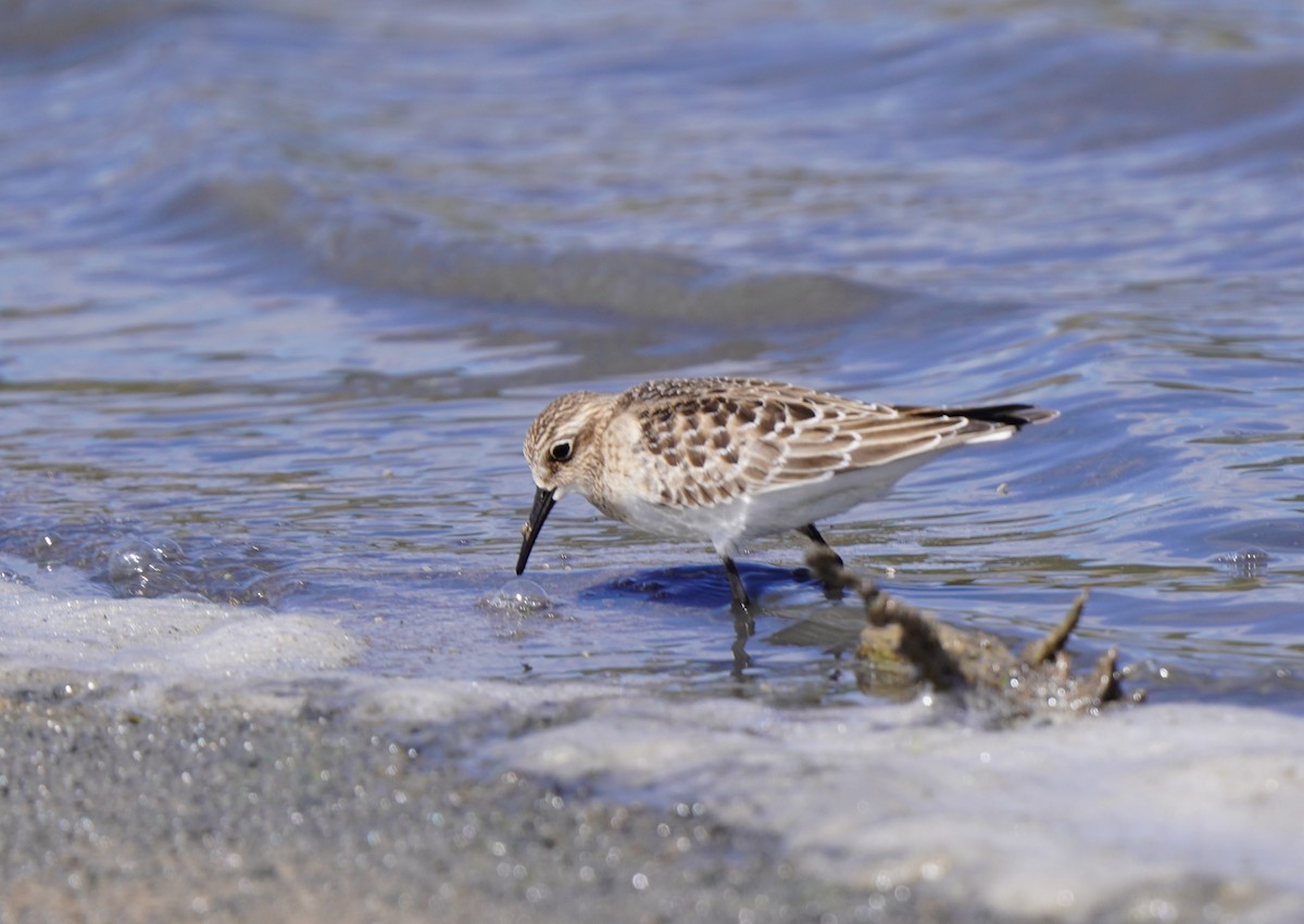 Baird's Sandpiper - ML641191349