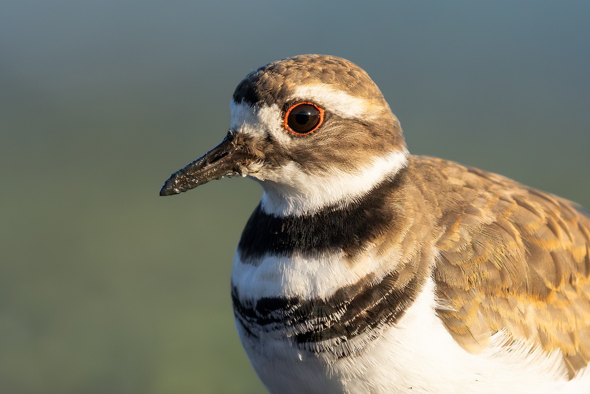 Killdeer - ML641191373