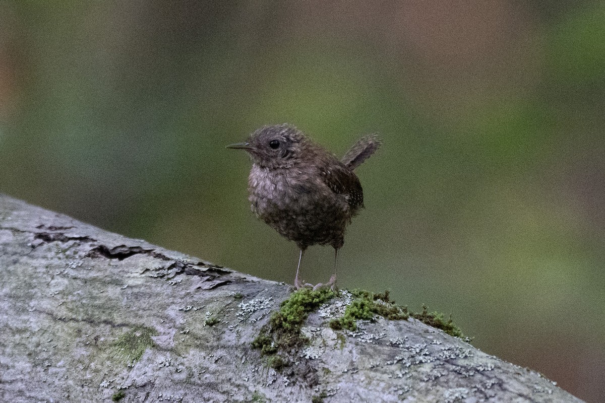 Winter Wren - ML641191379