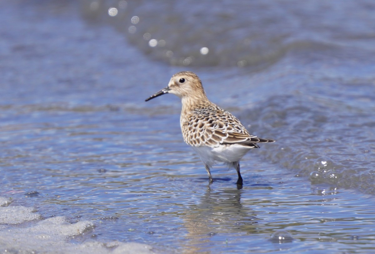 Baird's Sandpiper - ML641191404