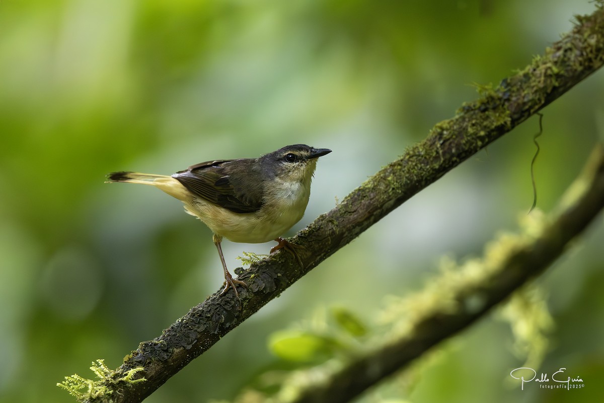 Buff-rumped Warbler - ML641191411
