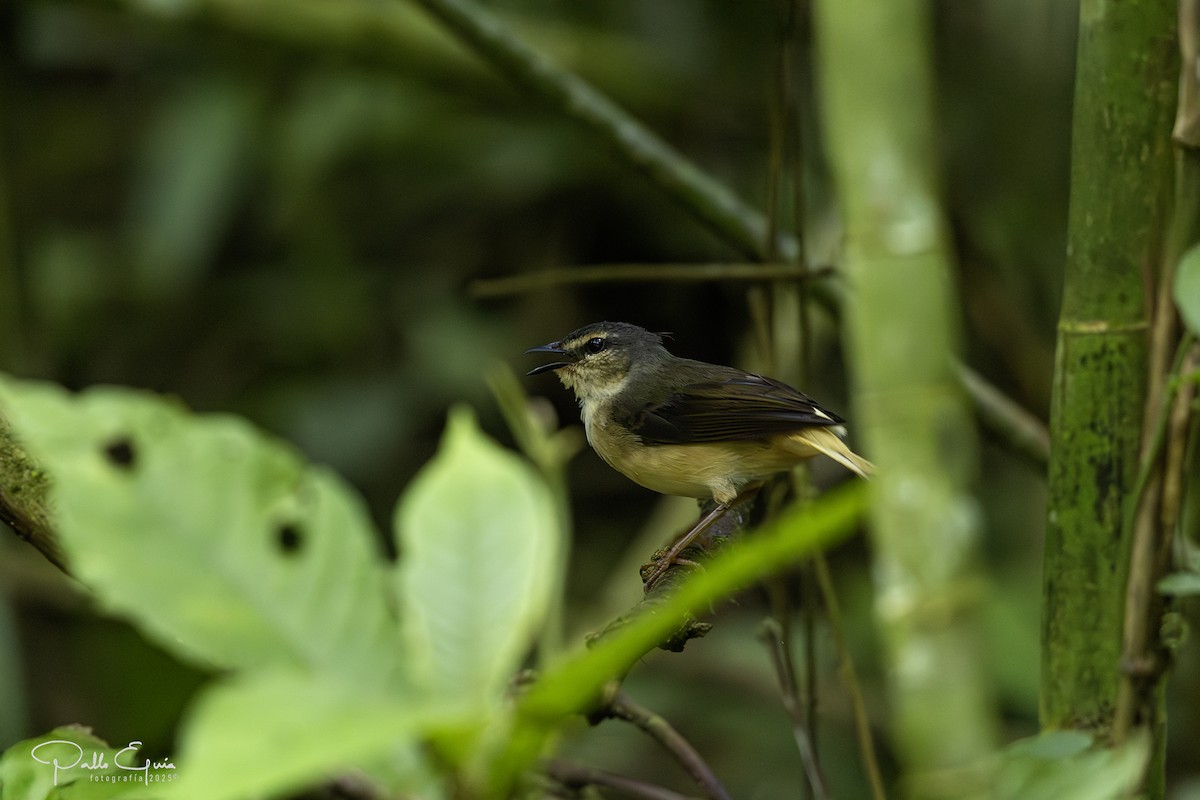 Buff-rumped Warbler - ML641191412