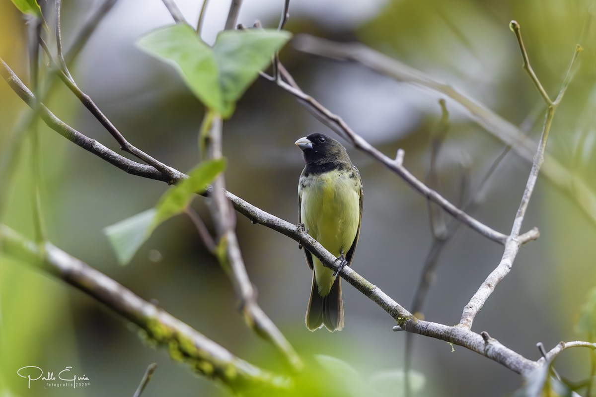 Yellow-bellied Seedeater - ML641191440