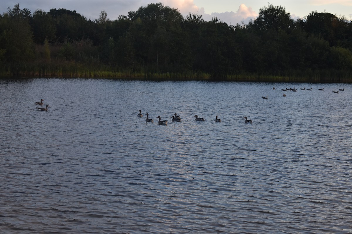 Graylag Goose (Domestic type) - ML641191455