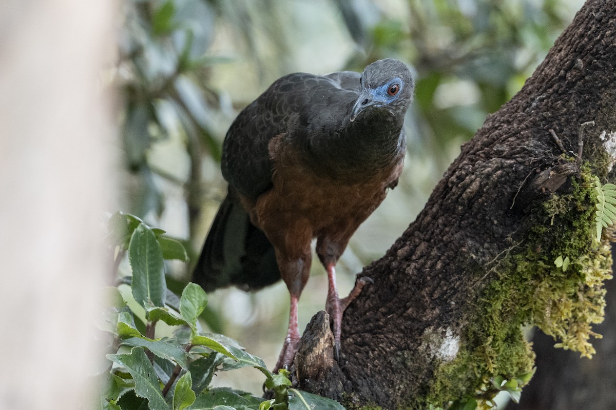 guan modrolící - ML641191488