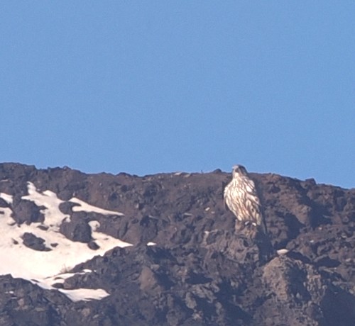 Gerfalke - ML641191490