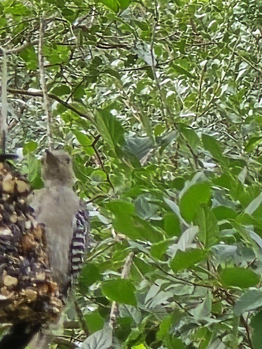 Golden-fronted Woodpecker - ML641191492