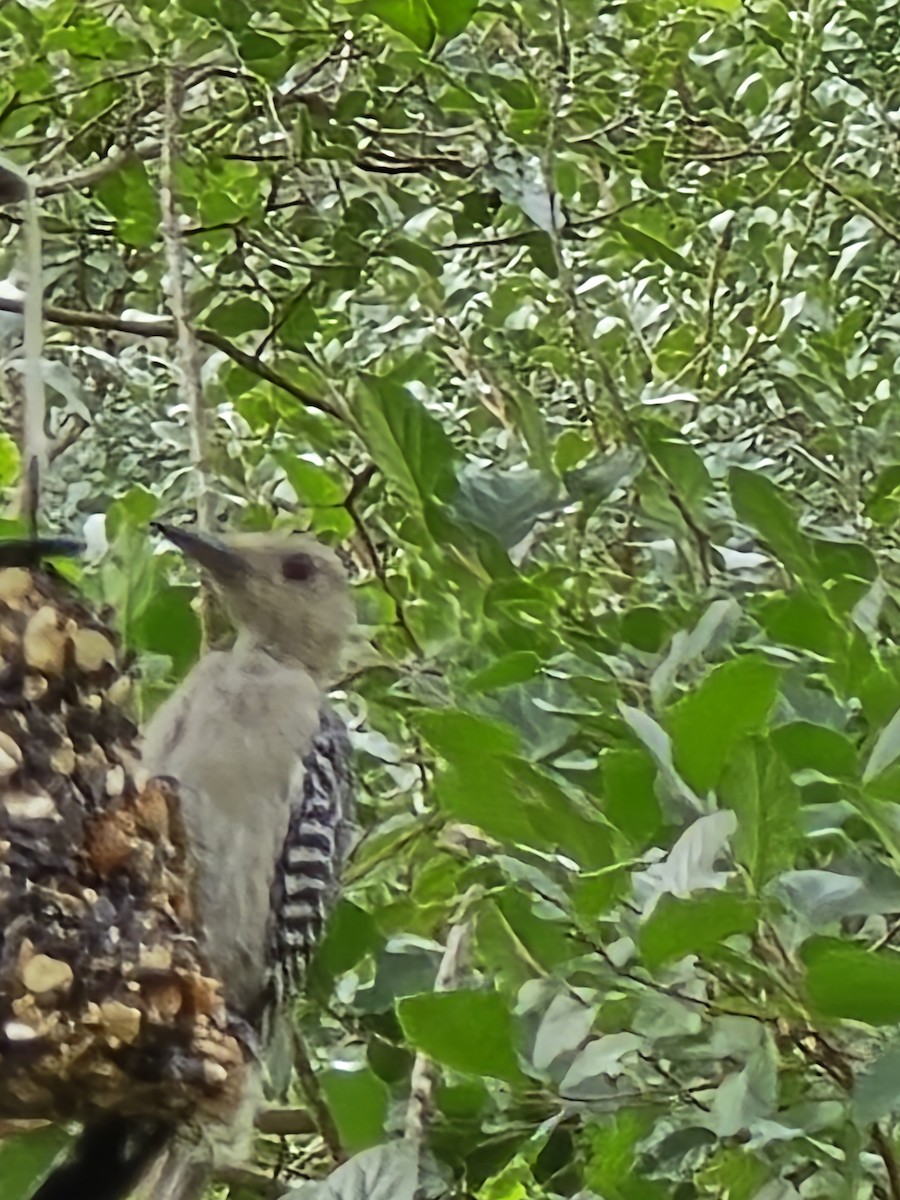 Golden-fronted Woodpecker - ML641191493