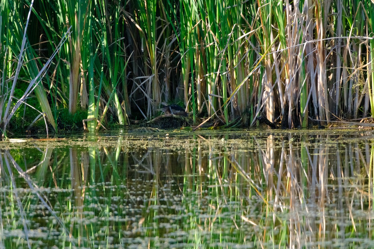 Least Bittern - ML641191498