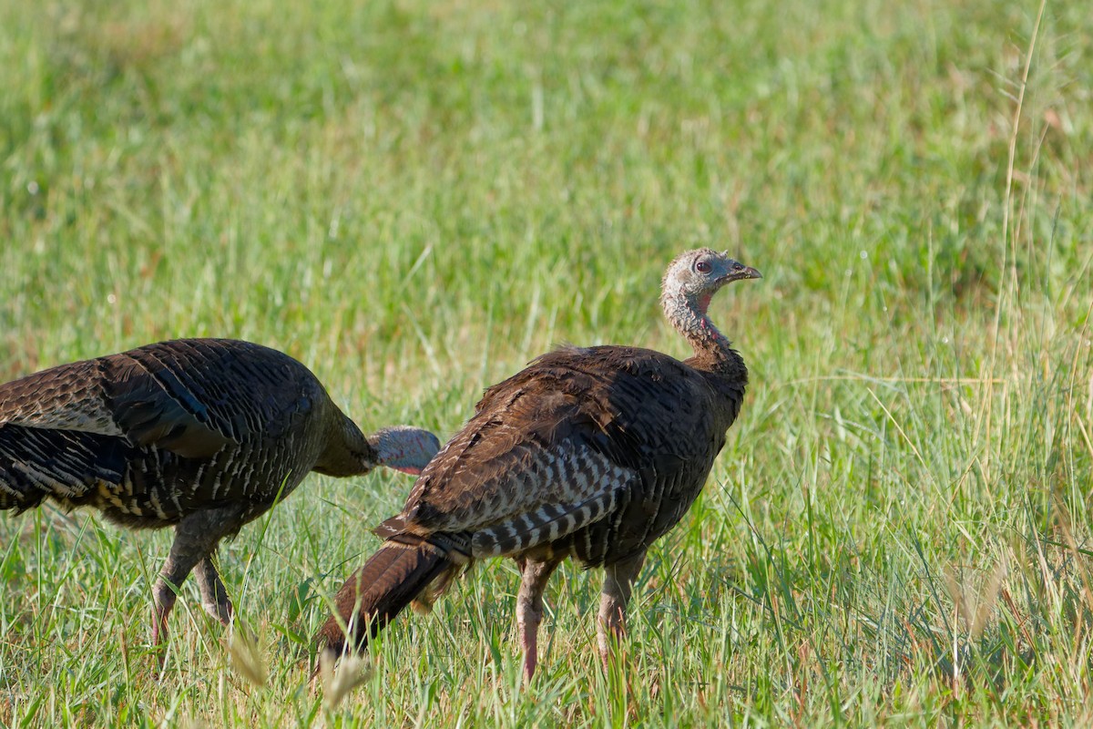 Wild Turkey - ML641191503