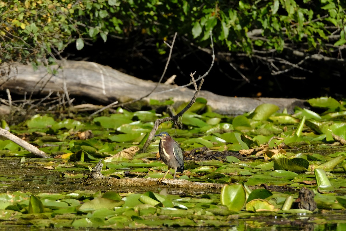 Green Heron - ML641191533