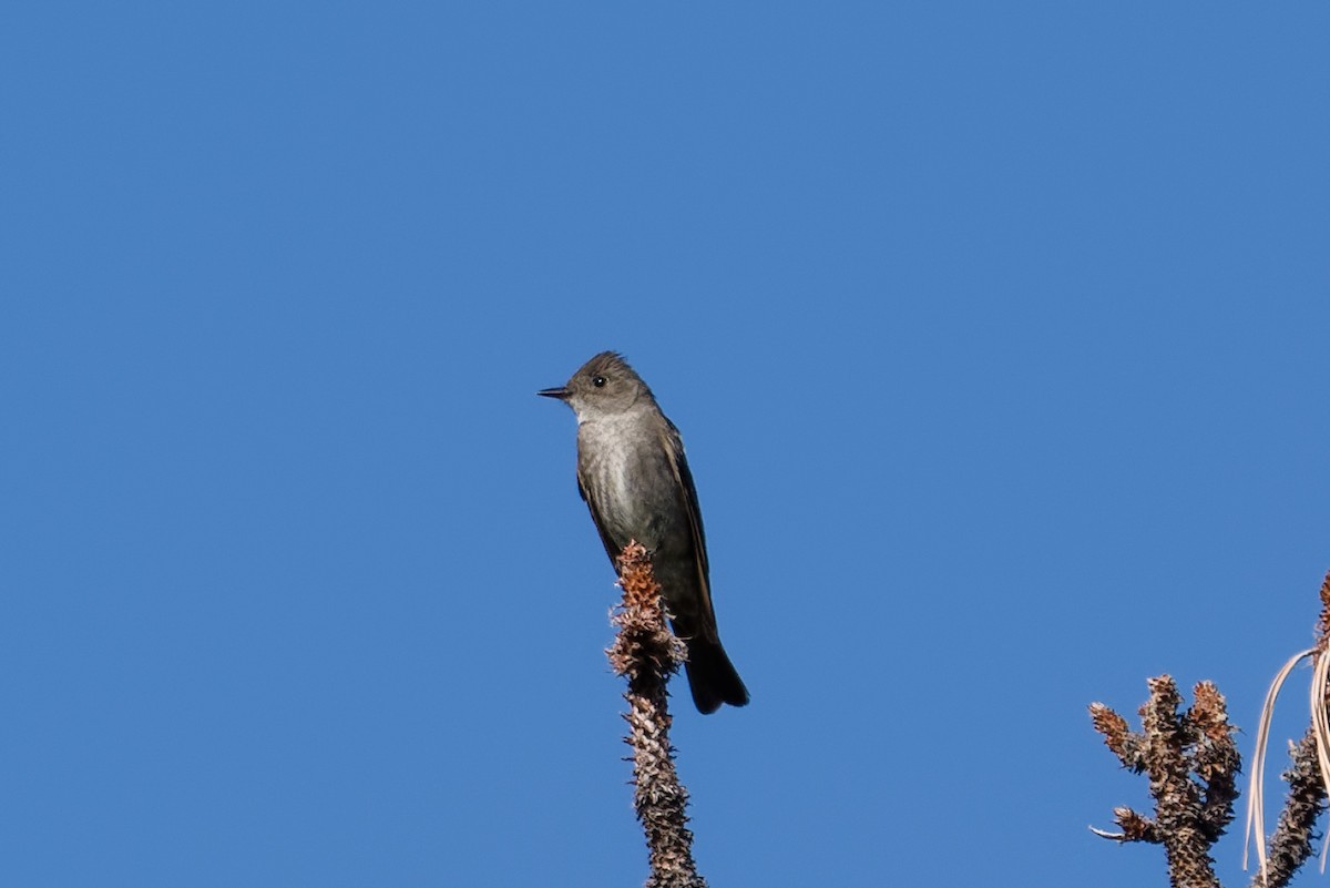 Olive-sided Flycatcher - ML641191536
