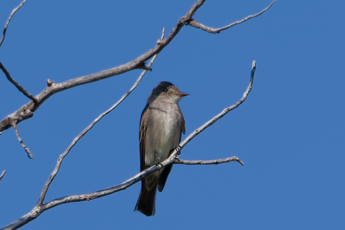 Western Wood-Pewee - ML641191538